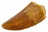 Serrated Raptor Tooth - Real Dinosaur Tooth #355568-1